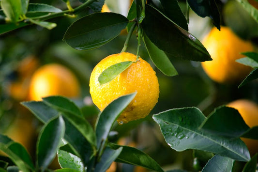 Citrus Trick That Makes Kratom Work Better
