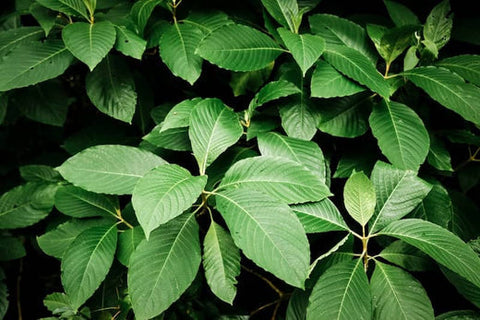 How Kratom Transforms from Trees into Health Products