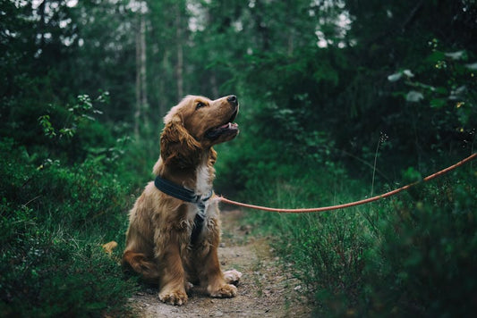 Natural Herb Kratom for Your Dog